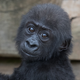 Baby gorilla Afia at the Bristol Zoo in England in August 2016 (Photo by Matt Cardy/Getty Images)